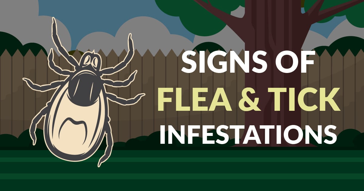 10 Signs of a Flea Infestation and Ways to Control It