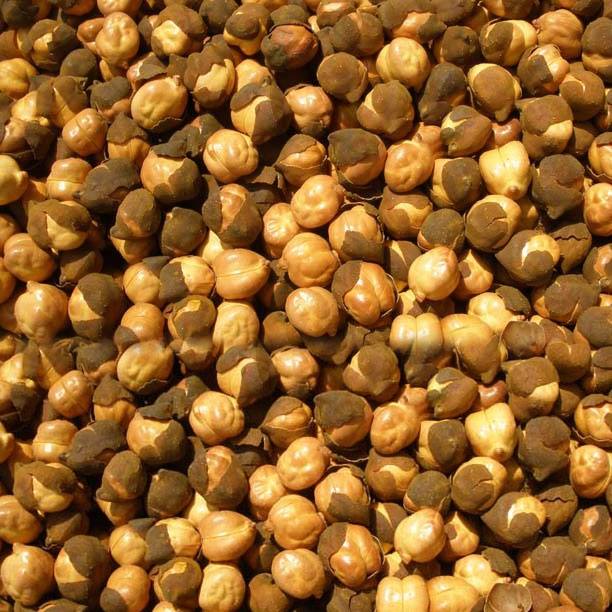 Tiny Powerhouses: Roasted Grams – Your Go-To Nutrient-Rich Snack
